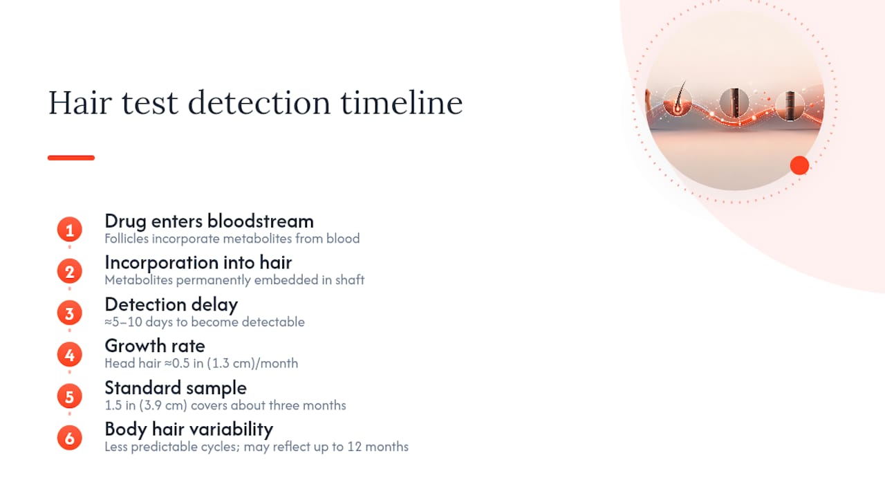 Diagram showing hair drug test detection timeline and window