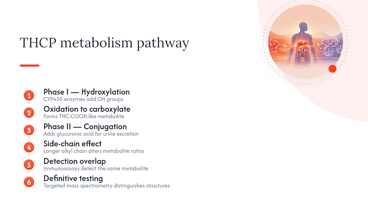 THCP metabolism pathway to urinary excretion