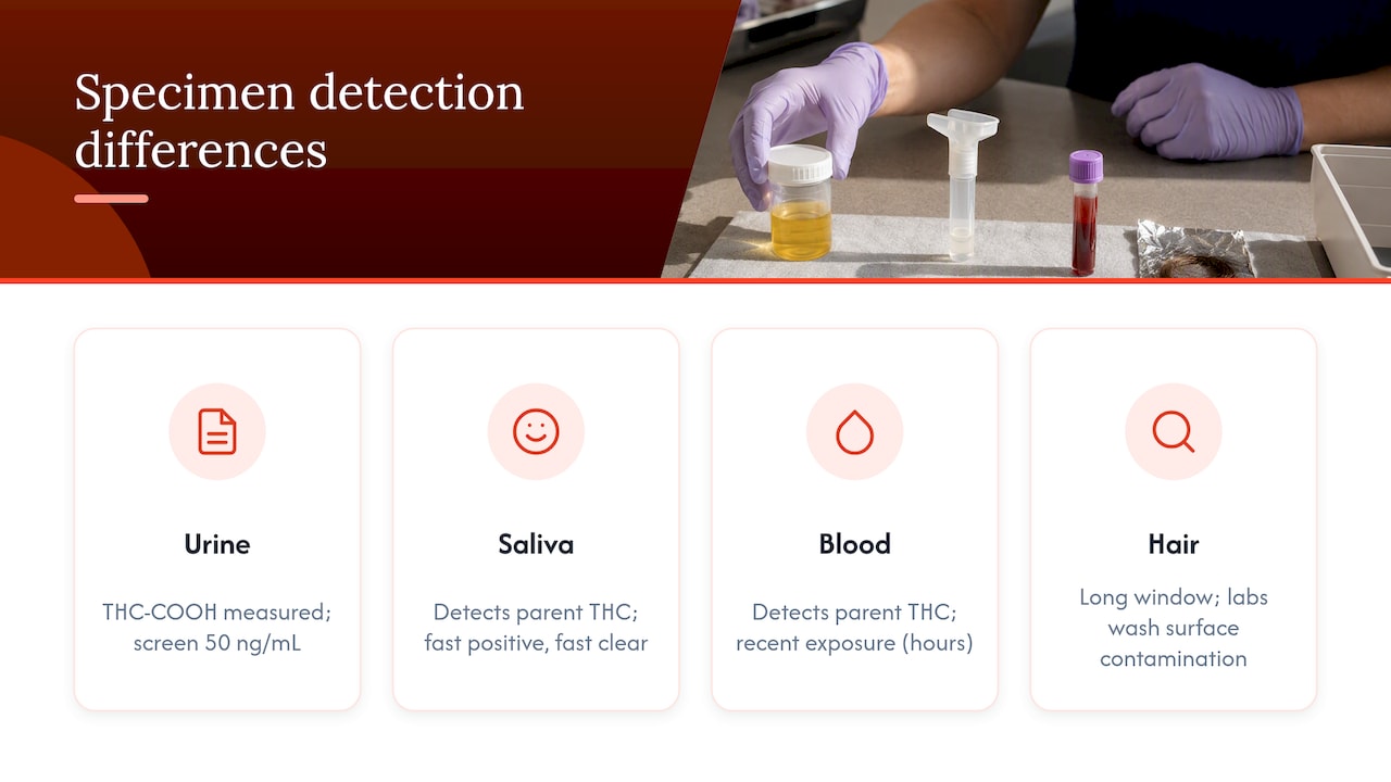 How drug tests detect cannabis and why cutoffs matter — overview diagram